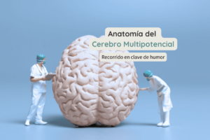 Anatomía del cerebro multipotencial